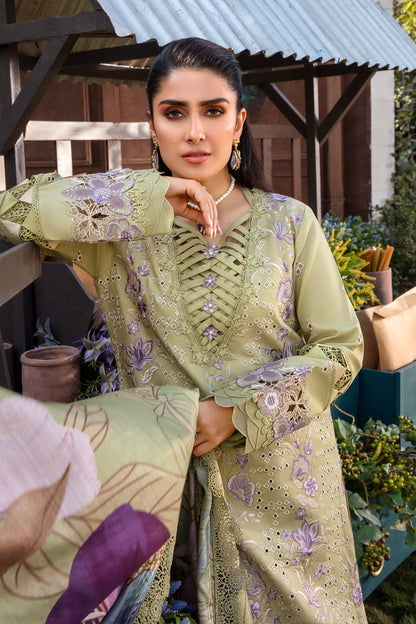 Rangrasiya | Premium Collection 24 | AYSEL